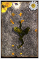 AF2 134x200   Ancient Frog   noha sem, noha tam, kde já vlastně tělo mám?