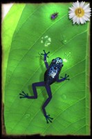 AF3 133x200   Ancient Frog   noha sem, noha tam, kde já vlastně tělo mám?