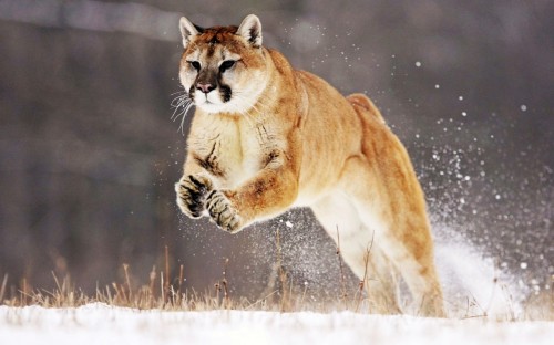 mountain lion 1280x800 500x312   OS X Mountain Lion vs. skutečný lev horský [humor]