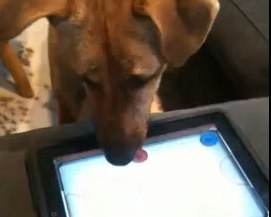 ipad dog