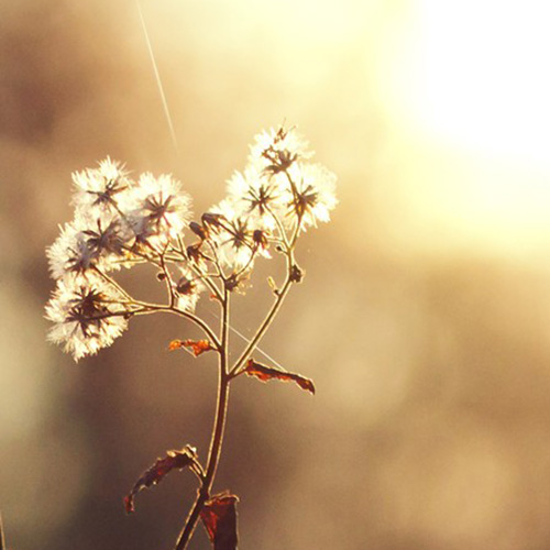 makro hloubka ostrosti