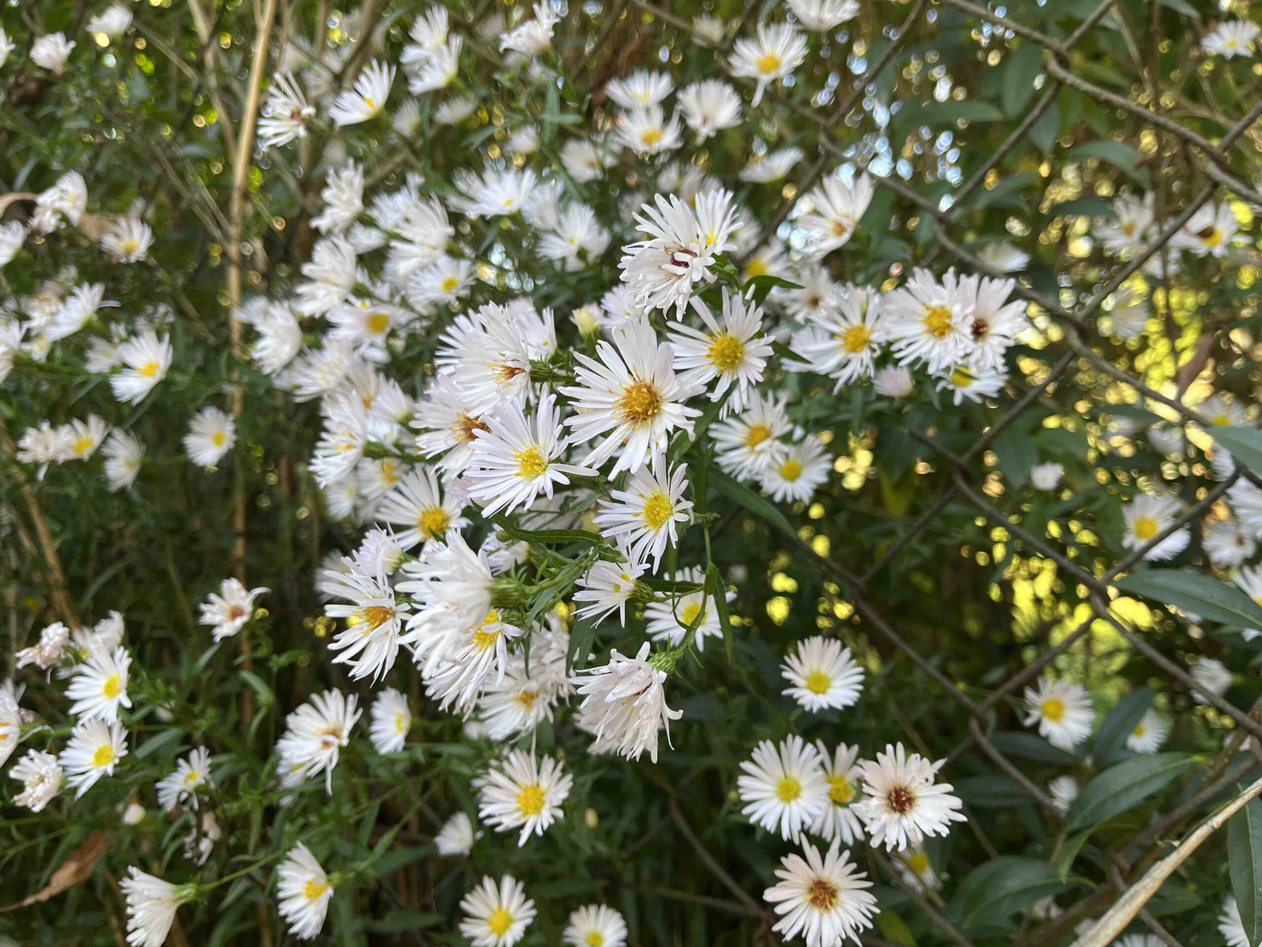 iPhone 13 mini fotky den 62