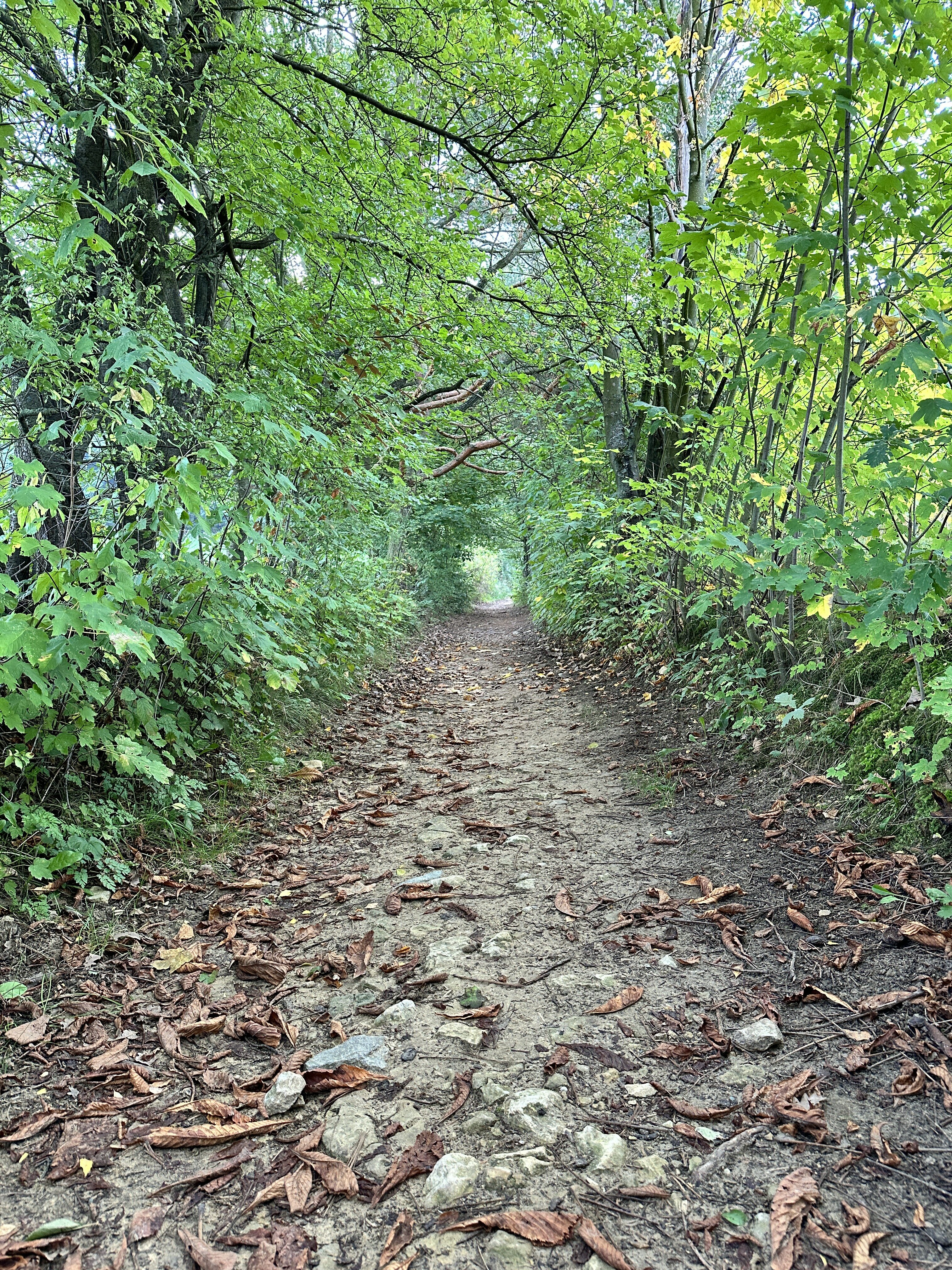 IPhone 14 Pro Jablickar 35