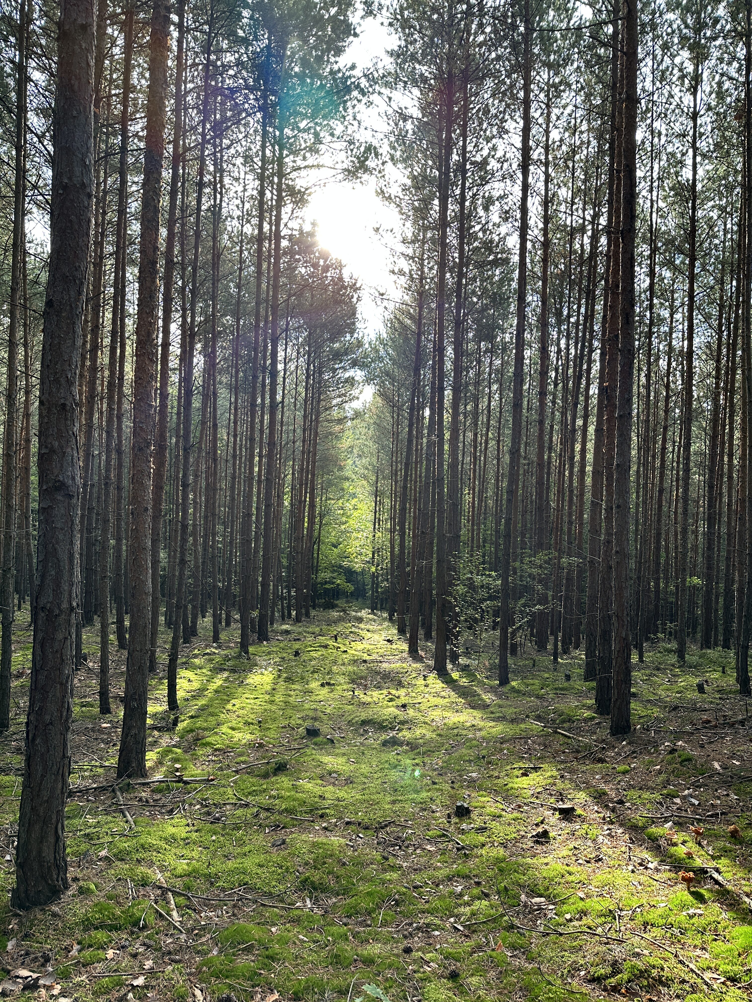 IPhone 14 Pro Jablickar 37