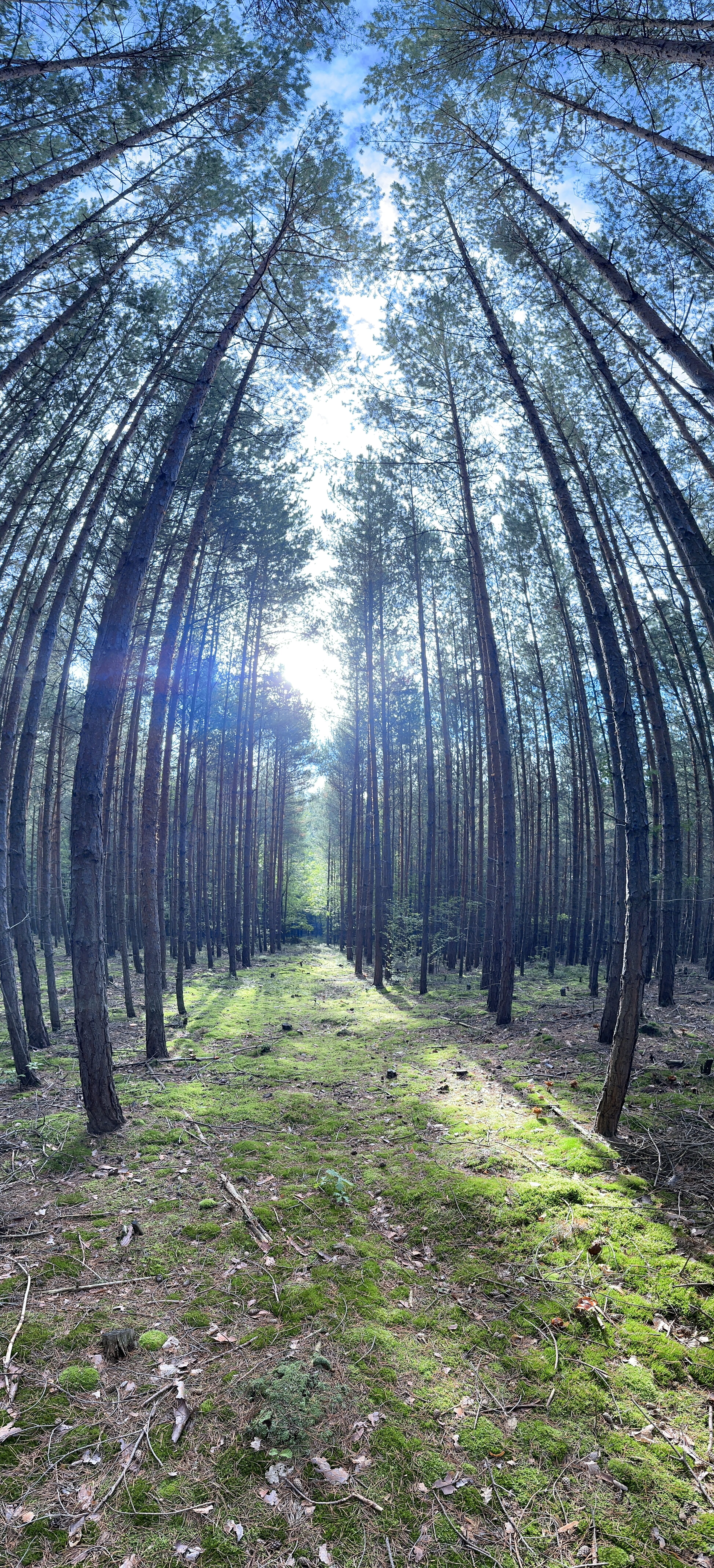 IPhone 14 Pro Jablickar 38